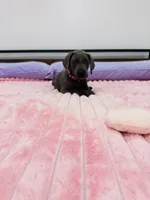 Blue female (Pink collar), a female Great Dane for sale in Plainfield, IL – 2 of 9