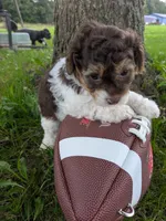 ,Hank the Tank, a male Shihpoo for sale in Glenmont, OH – 2 of 6