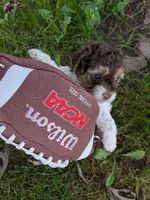 ,Hank the Tank, a male Shihpoo for sale in Glenmont, OH – 3 of 6