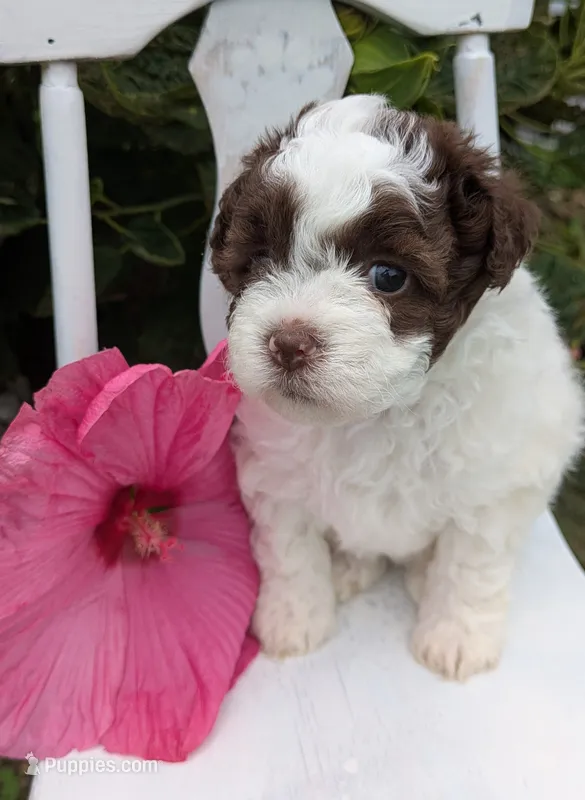 Jewel – Shihpoo puppy for sale in Glenmont, OH