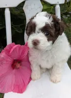 Jewel, a female Shihpoo for sale in Glenmont, OH – 1 of 5