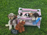 TRUCKER, a male Shihpoo for sale in Glenmont, OH – 5 of 5