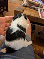 Gem, a female Shihpoo for sale in Glenmont, OH – 3 of 5