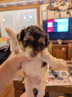 ,Hank the Tank, a male Shihpoo for sale in Glenmont, OH – 5 of 6