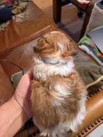 TRUCKER, a male Shihpoo for sale in Glenmont, OH – 3 of 5