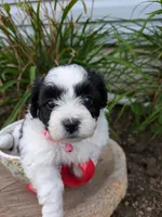 Gem, a female Shihpoo for sale in Glenmont, OH – 2 of 5