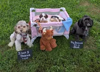 ,Hank the Tank, a male Shihpoo for sale in Glenmont, OH – 6 of 6