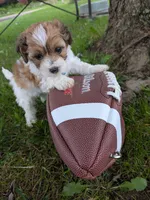 TRUCKER, a male Shihpoo for sale in Glenmont, OH – 1 of 5