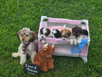Gem, a female Shihpoo for sale in Glenmont, OH – 4 of 5