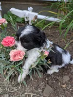 Fancypants, a female Shihpoo for sale in Glenmont, OH – 2 of 5