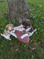TRUCKER, a male Shihpoo for sale in Glenmont, OH – 2 of 5