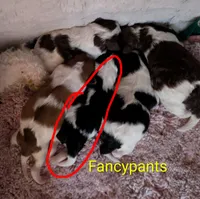 Fancypants, a female Shihpoo for sale in Glenmont, OH – 4 of 5