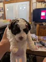 Jewel, a female Shihpoo for sale in Glenmont, OH – 2 of 5