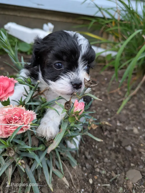 Fancypants – Shihpoo puppy for sale in Glenmont, OH