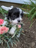 Fancypants, a female Shihpoo for sale in Glenmont, OH – 1 of 5