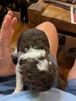,Hank the Tank, a male Shihpoo for sale in Glenmont, OH – 4 of 6