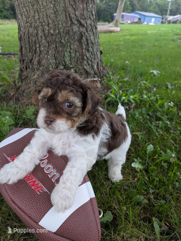 ,Hank the Tank – Shihpoo puppy for sale in Glenmont, OH