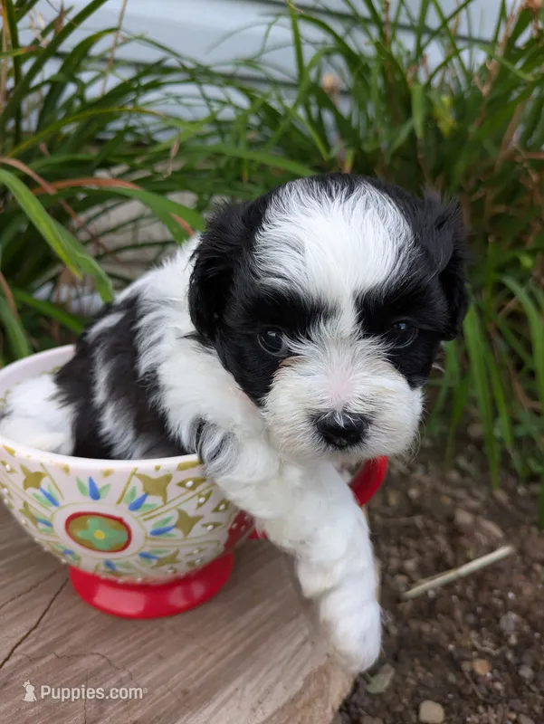 Gem – Shihpoo puppy for sale in Glenmont, OH