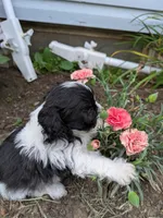 Fancypants, a female Shihpoo for sale in Glenmont, OH – 3 of 5