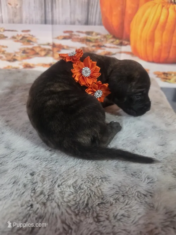 Minnie – Bullmastiff puppy for sale in East Palestine, OH