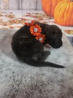 Minnie, a female Bullmastiff for sale in East Palestine, OH – 1 of 1