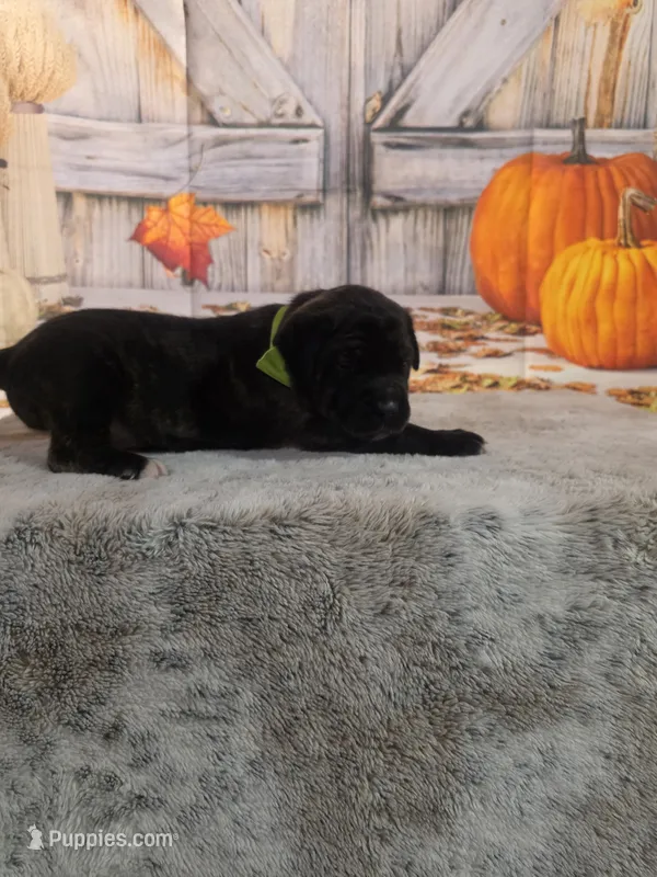 Buzz – Bullmastiff puppy for sale in East Palestine, OH
