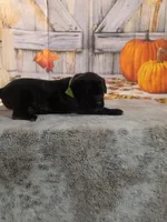 Buzz, a male Bullmastiff for sale in East Palestine, OH – 1 of 1