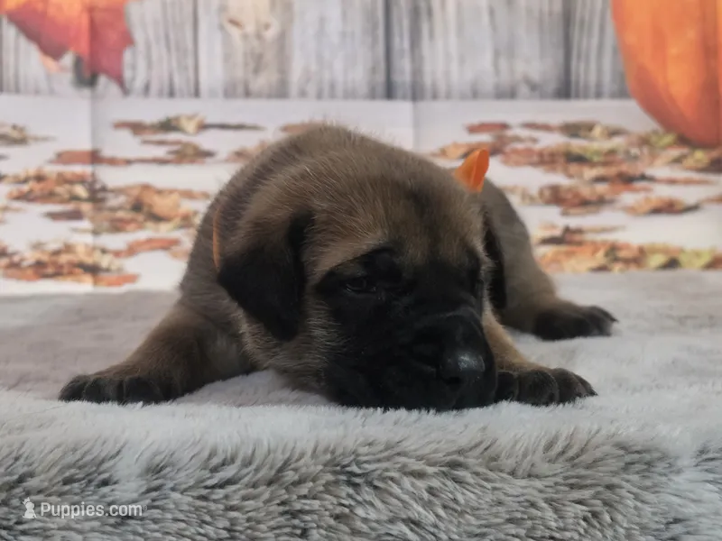 Snickers – Bullmastiff puppy for sale in East Palestine, OH