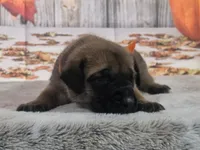 Snickers, a male Bullmastiff for sale in East Palestine, OH – 1 of 1