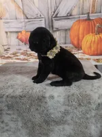 Bella , a female Bullmastiff for sale in East Palestine, OH – 1 of 1