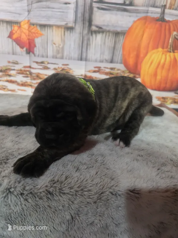 Luna – Bullmastiff puppy for sale in East Palestine, OH