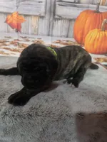 Luna, a female Bullmastiff for sale in East Palestine, OH – 1 of 1