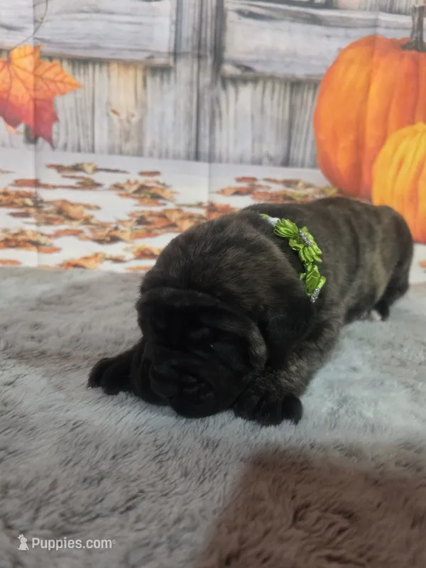 Lily – Bullmastiff puppy for sale in East Palestine, OH