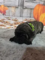 Lily, a female Bullmastiff for sale in East Palestine, OH – 1 of 1