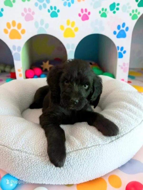 Bella – Labradoodle puppy for sale in Dalzell, SC