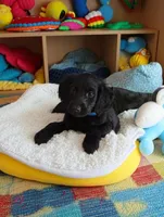 Milo, a male Labradoodle for sale in Dalzell, SC – 1 of 1