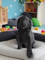 Chase, a male Labradoodle for sale in Dalzell, SC – 1 of 1
