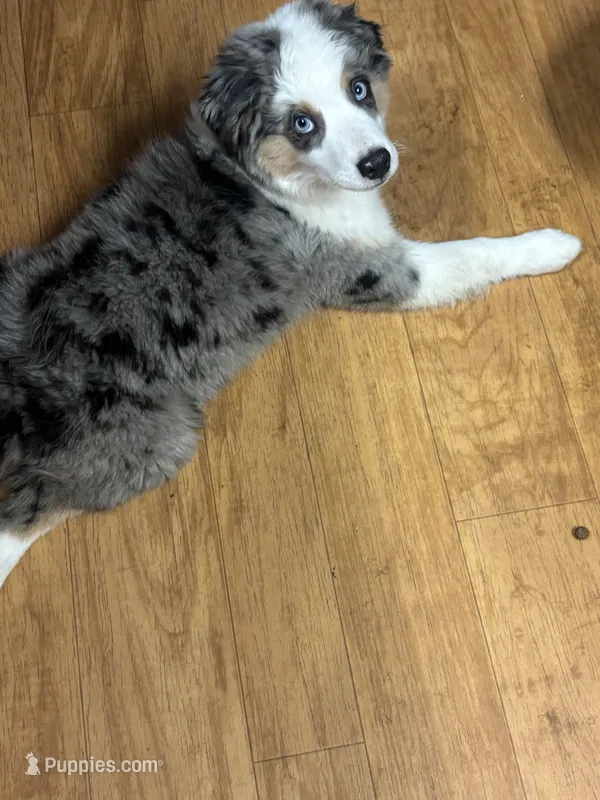 "Kelce" – Toy Australian Shepherd, Miniature American Shepherd puppy for sale in Jasper, TX