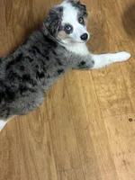 "Kelce", a male Toy Australian Shepherd and Miniature American Shepherd for sale in Jasper, TX – 1 of 3