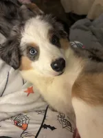 "Kelce", a male Toy Australian Shepherd and Miniature American Shepherd for sale in Jasper, TX – 3 of 3