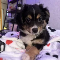 River, a male Miniature Australian Shepherd and Toy Australian Shepherd for sale in Jasper, TX – Photo 1 of 3