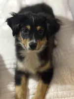 River, a male Miniature Australian Shepherd and Toy Australian Shepherd for sale in Jasper, TX – Photo 3 of 3