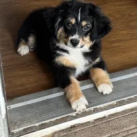 River, a male Miniature Australian Shepherd and Toy Australian Shepherd for sale in Jasper, TX – Photo 2 of 3