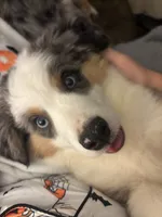 "Kelce", a male Toy Australian Shepherd and Miniature American Shepherd for sale in Jasper, TX – 2 of 3