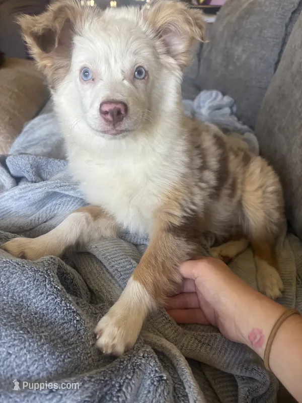 Dottie  – Toy Australian Shepherd, Miniature American Shepherd puppy for sale in Jasper, TX