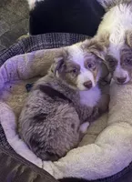 Copper, a male Miniature Australian Shepherd and Toy Australian Shepherd for sale in Jasper, TX – Photo 1 of 3