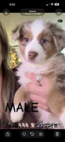 Copper, a male Miniature Australian Shepherd and Toy Australian Shepherd for sale in Jasper, TX – Photo 2 of 3