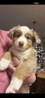 Copper, a male Miniature Australian Shepherd and Toy Australian Shepherd for sale in Jasper, TX – Photo 3 of 3