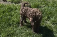 Simone, a female Goldendoodle for sale in Pittsburgh, PA – Photo 2 of 5