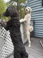 Simone, a female Goldendoodle for sale in Pittsburgh, PA – Photo 5 of 5